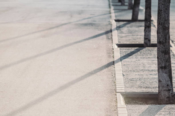 istock Urban park tree row path with long log shadows 658494386