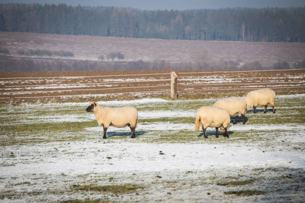 istock Flock of sheep in winter 658494578
