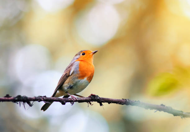 istock orange bird is a Robin standing on branch on a Sunny spring day 658495778