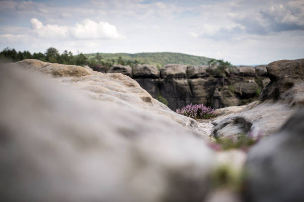 Saxon Switzerland, Germany - August 06, 2016: Heather grow on rocks in the Saxon Switzerland.