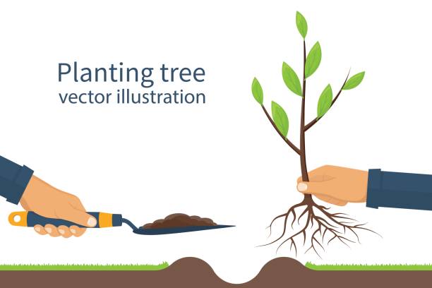 Planting tree, sapling vector Planting tree, sapling with roots and garden spade in hand man. Process planting concept, infographic. Gardening, agriculture, caring for environment. Vector illustration flat design. Young sapling. planting stock illustrations