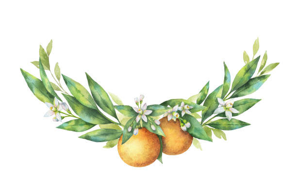 aquarell hand gezeichnete kranz frucht orange niederlassung. - agriculture branch cut flowers citrus fruit stock-grafiken, -clipart, -cartoons und -symbole