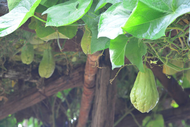 istock chayote, Sechium edule hanging on the tree. 658506114