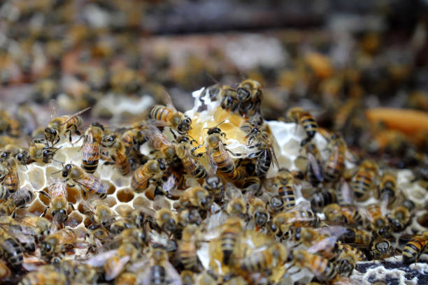 istock honeycomb with bee hive, Viet Nam apiculture 658510152