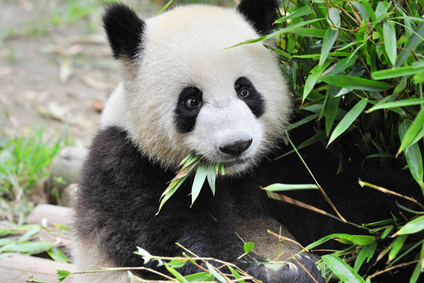 中国ジャイアント パンダ - panda giant panda china eating ストックフォトと画像