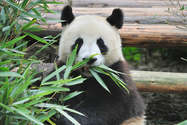 istock China Giant Panda 658512526