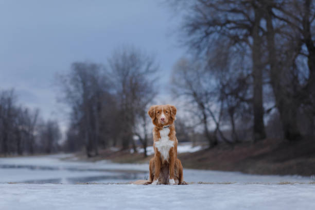 istock The dog on the ice floe 658513158