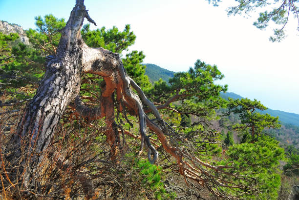 istock Pines and fir-trees in mountains. 658520182