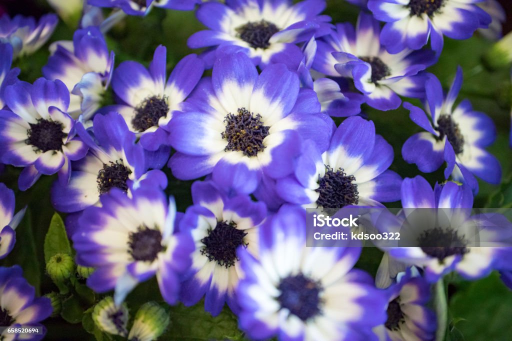 Spring Flower Side Beautiful Spring Flowers Focus On The Front Side Flowers And Rear Side ...