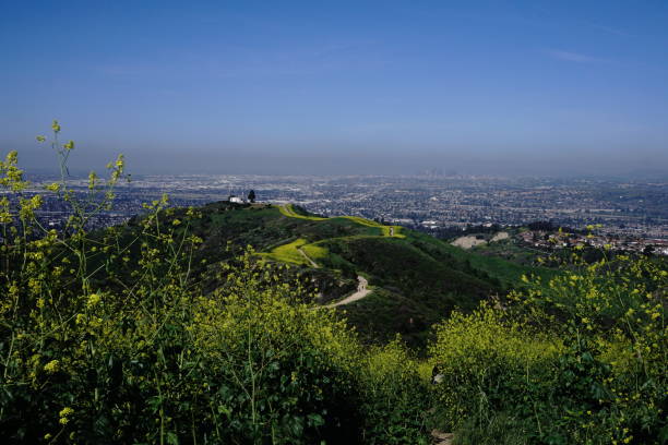 istock Canola flowers field in L.A. 658528082