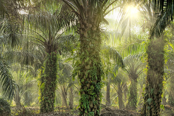 istock Oil Palm Plantation 658531168