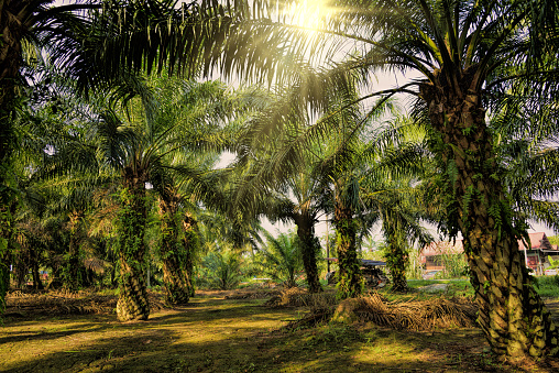 Morning sunlight passing through the oil palm trees.
