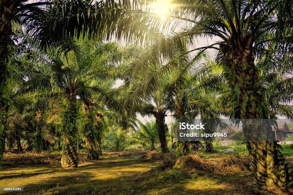Oil Palm Plantation Morning sunlight passing through the oil palm trees. Palm Oil Stock Photo