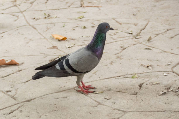 istock Pigeon bird animal 658535810