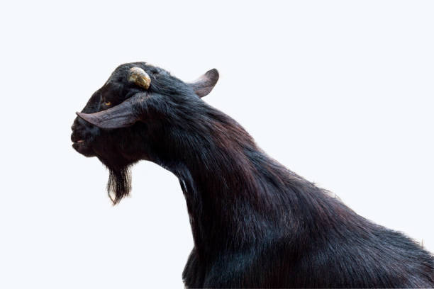 istock black goats isolated on white background 658535950