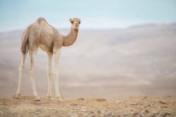 becerro camello en el desierto. - camello dromedario fotografías e imágenes de stock