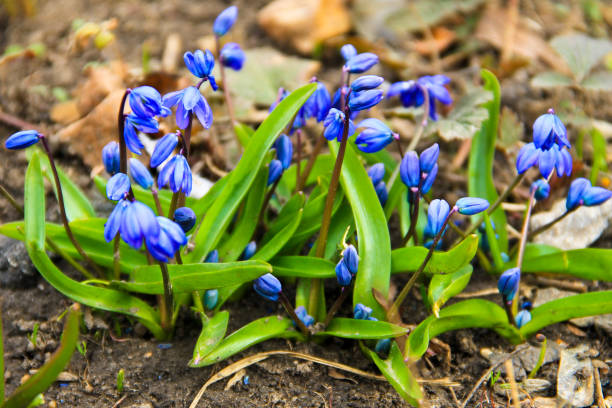 fleurs bleu scilla (scilla siberica) ou scille de sibérie - flower head botany florist forest photos et images de collection