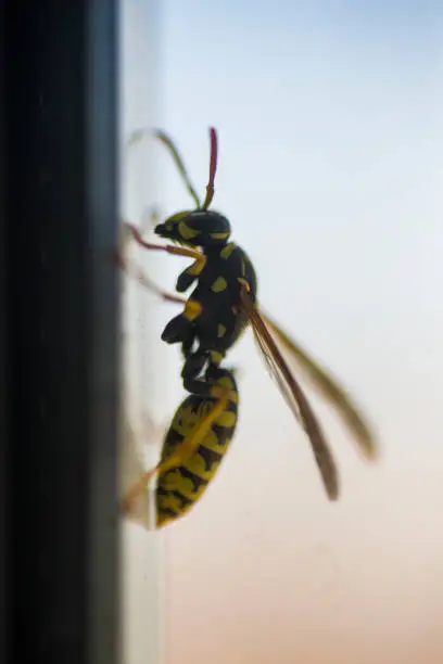 An asian wasp, also called Asian Hornet. This animal is invading Europe