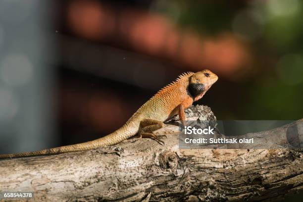 Portrait Of Lizard From Thailand Stock Photo - Download Image Now - Agama,  Animal, Animal Wildlife - iStock
