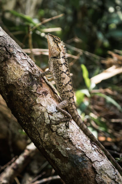 istock Portrait of  Lizard  from Thailand 658545382