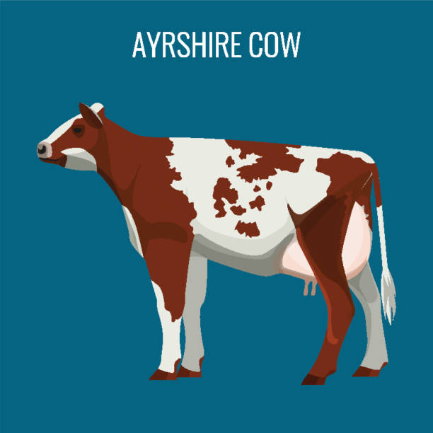 istock Ayrshire cows isolated on white. Vector illustration of dairy cattle 658546042