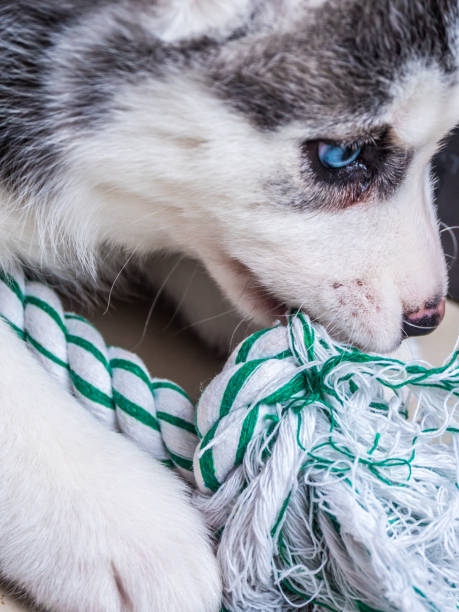 istock Siberian husky puppy with blue eyes 658546646