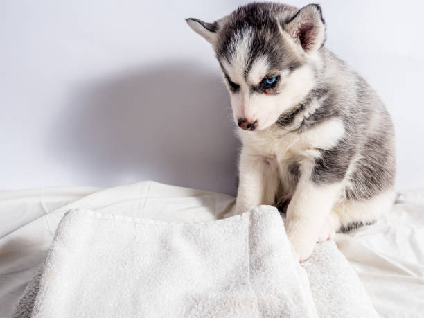 istock Siberian husky puppy with blue eyes 658546742