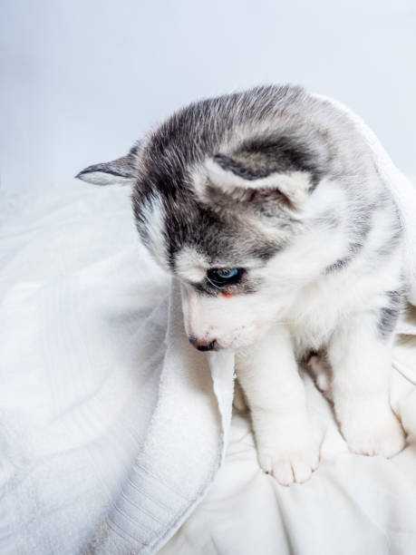 istock Siberian husky puppy with blue eyes 658548802
