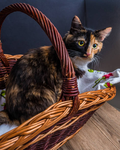 small tri-color kitten in the basket - animal domestic cat basket kitten imagens e fotografias de stock