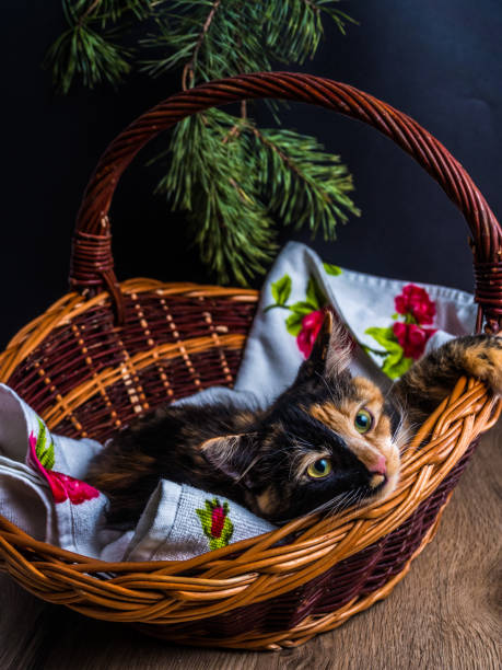 small tri-color kitten in the basket - animal domestic cat basket kitten imagens e fotografias de stock