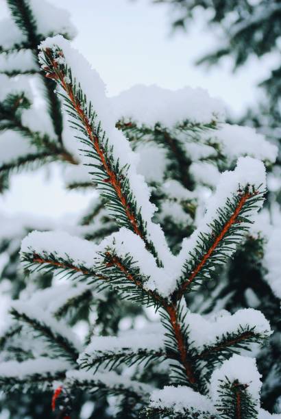 istock Spruce branches in the snow 658549298