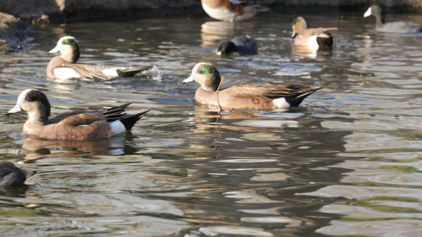 istock A large group/flock of ducks in Pond/Lake 4k 658550920