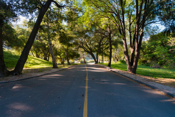 istock Road in the forest 658556386