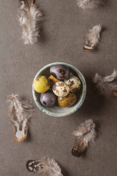 multi-colored easter egg. quail eggs in a nest with feathers. da - 2333 imagens e fotografias de stock
