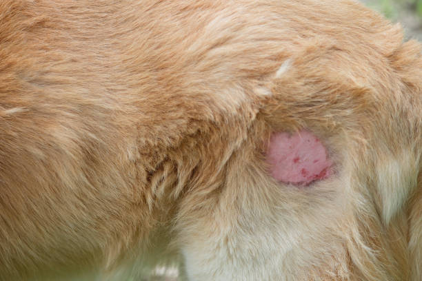 Common Dog Skin Diseases A Closer Look
