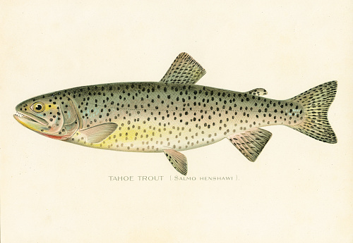 Annual Report of the Forest, Fish and Game Commission New York 1898