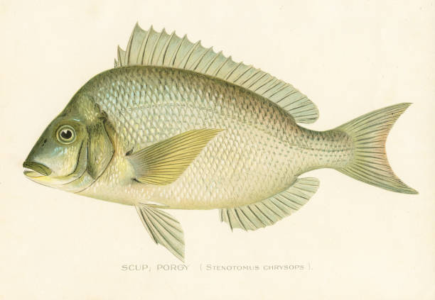 ภาพประกอบสต็อกที่เกี่ยวกับ “scup porgy โครโมลิโธกราฟ 1898 - วงศ์ปลาจาน ปลาเขตร้อน”