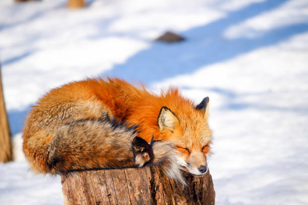 istock cute red fox in winter snow 658564048