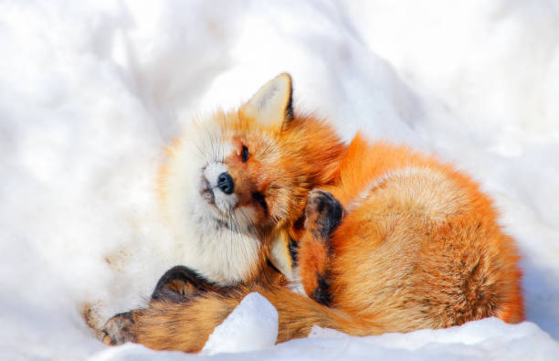 istock cute red fox in winter snow 658564084