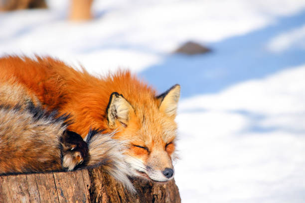 istock cute red fox in winter snow 658564094