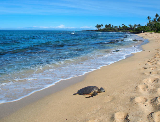 istock Hawaiian green sea turtle (honu, Chelonia mydas) sunbathing on the beach 658564532