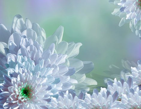 flower on blurry turquoise-blue-green background halftone. Blue-white  flowers chrysanthemum.  floral collage.  Flower composition. Nature.