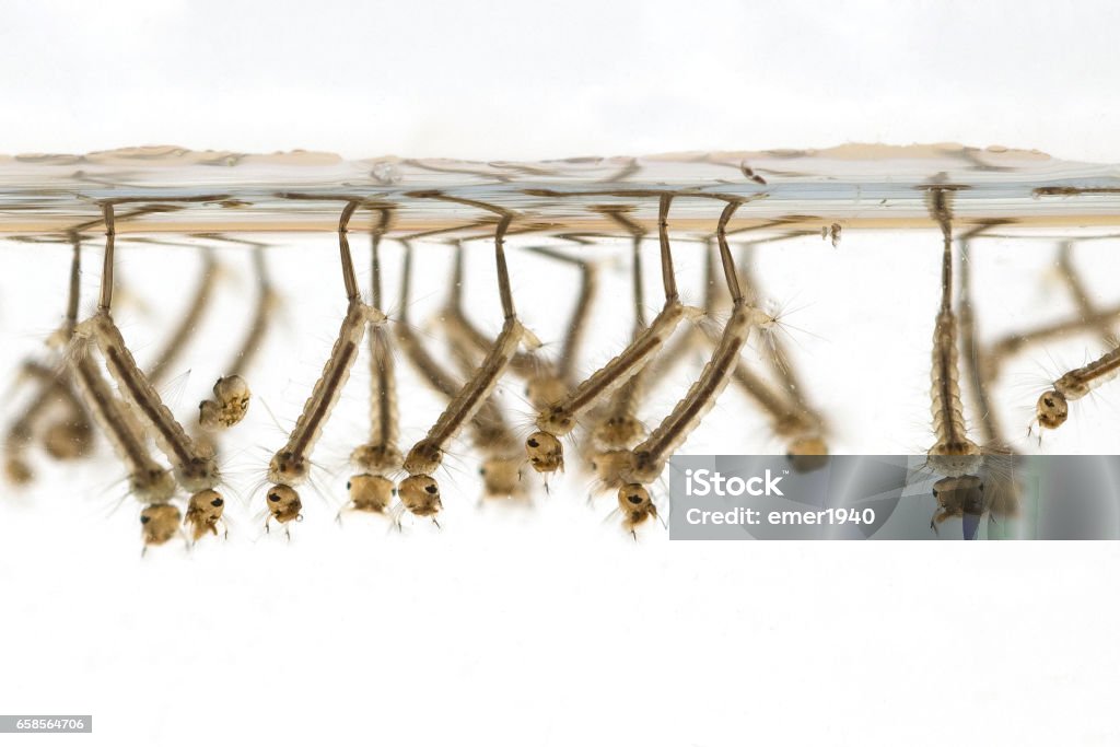 gnats; mosquitoes; larvae Mosquito Stock Photo