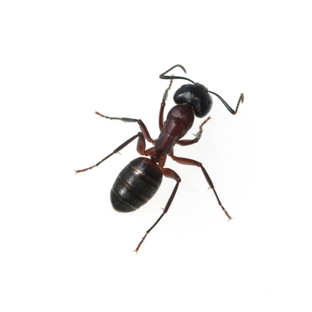 istock Camponotus; herculeanus; Black carpenter ant 658564736