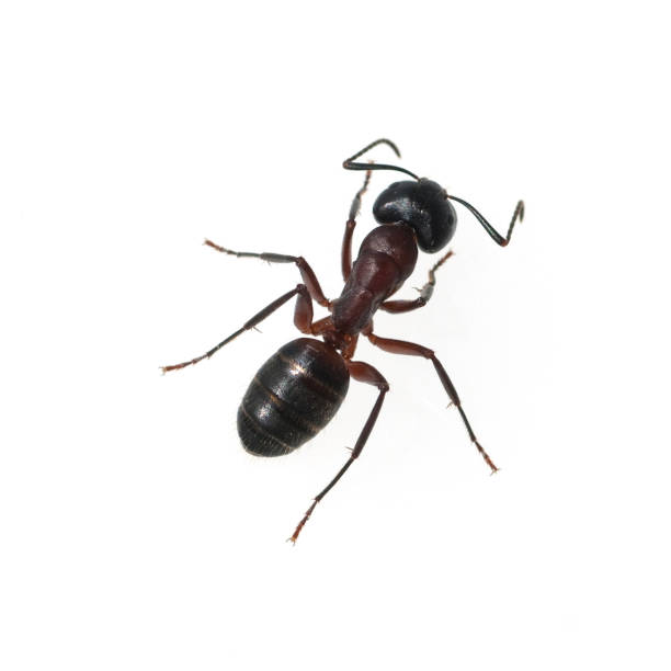 Camponotus; herculeanus; Black carpenter ant stock photo