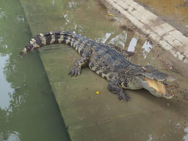 istock crocodile farm in Thailand 658567288
