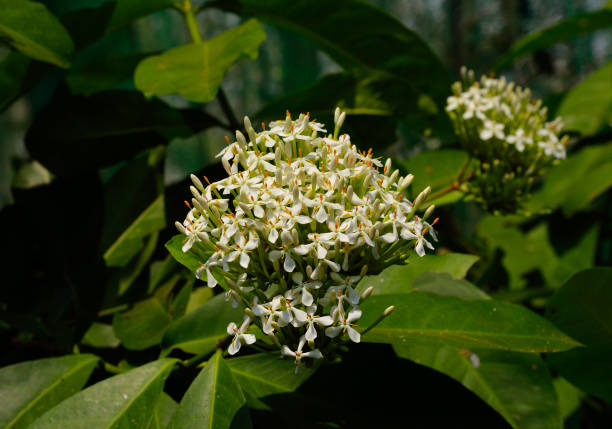 istock Close up of white ixora flower 658568886
