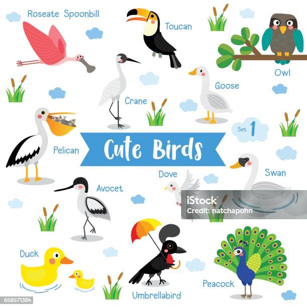 Bird Animal Cartoon With Animal Name Vector Illustration Set 1 Stock  Illustration - Download Image Now - iStock