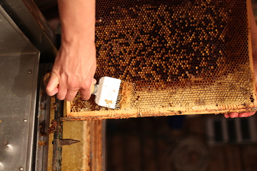 Woman beekeeper is uncapping honeycomb with special beekeeping tool in Estonia, Europe