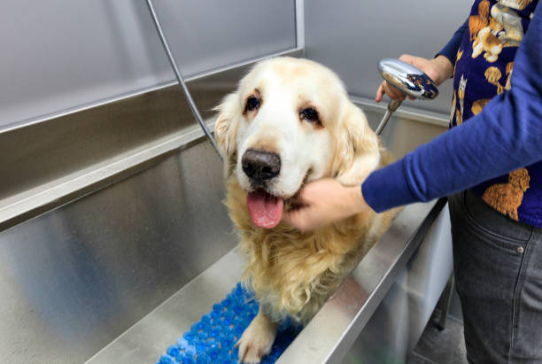 istock Bathing a dog Golden Retriever 658578648